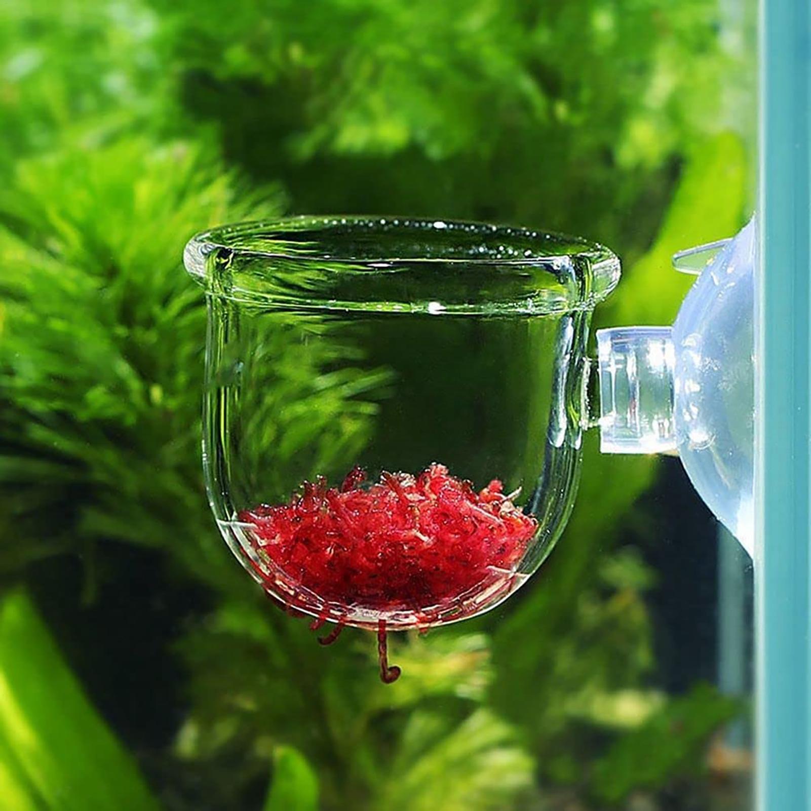 Aquarium Planted Seeds - Aquarium Blumentopf Glas Zylinder Tasse mit
