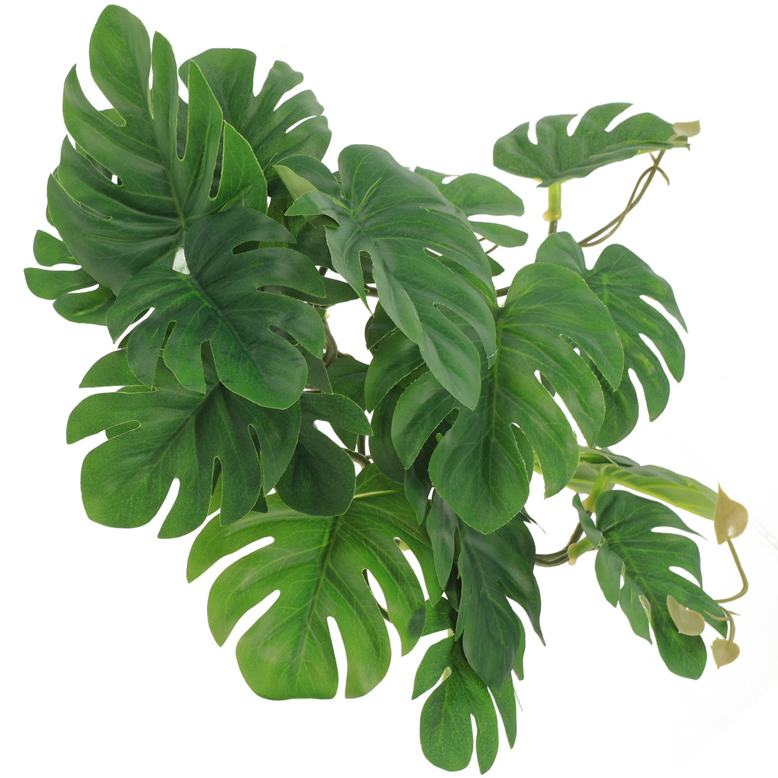 Non Planted Aquarium Fish - Sichere, ungiftige Reptilienpflanzen für Terrarium, Eidechsenbox,