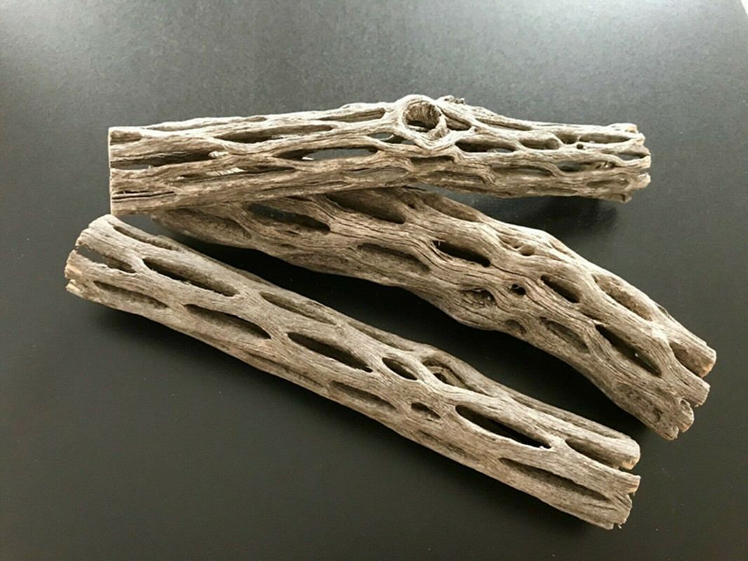 Aquarium Planted Seeds - Bio/natürliches Aquarium Cholla Kaktus Holz Garnelen