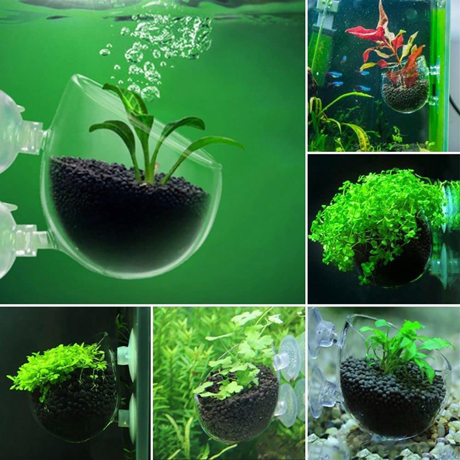 Aquarium Blumentopf Glas Zylin – Aquarium Planted Seeds Bewertung und Preis