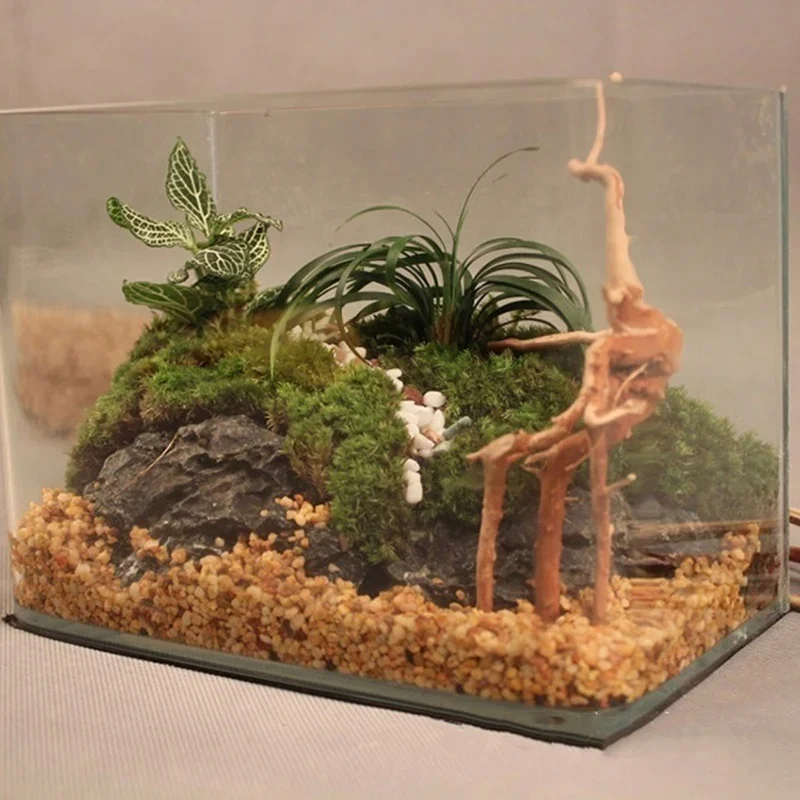 Natürlicher Baumstamm Treibhol – Aquarium Planted Tree Bewertung und Preis