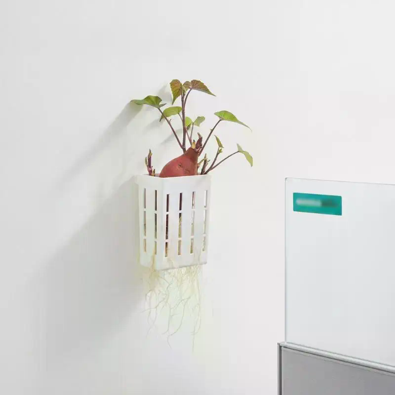 1 Stück Hydroponischer Stützko – Aquarium Planted Plants Bewertung und Preis