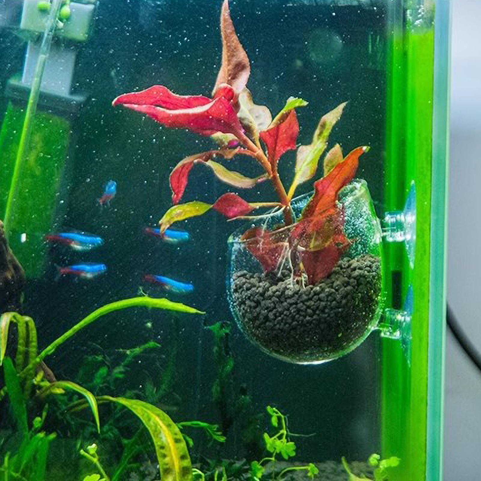 Aquarium-Pflanzenhalter Glas-W – Aquarium Plant Dip Bewertung und Preis
