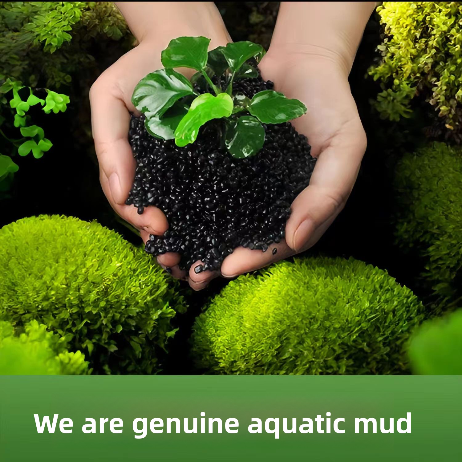 Nicht-Keramischer Aquarien-Sch – Non Planted Aquarium Fish Bewertung und Preis