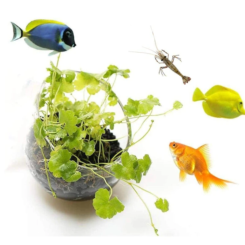 Neue Aquarium Blumentopf Glas  – Aquarium Planted Seeds Bewertung und Preis