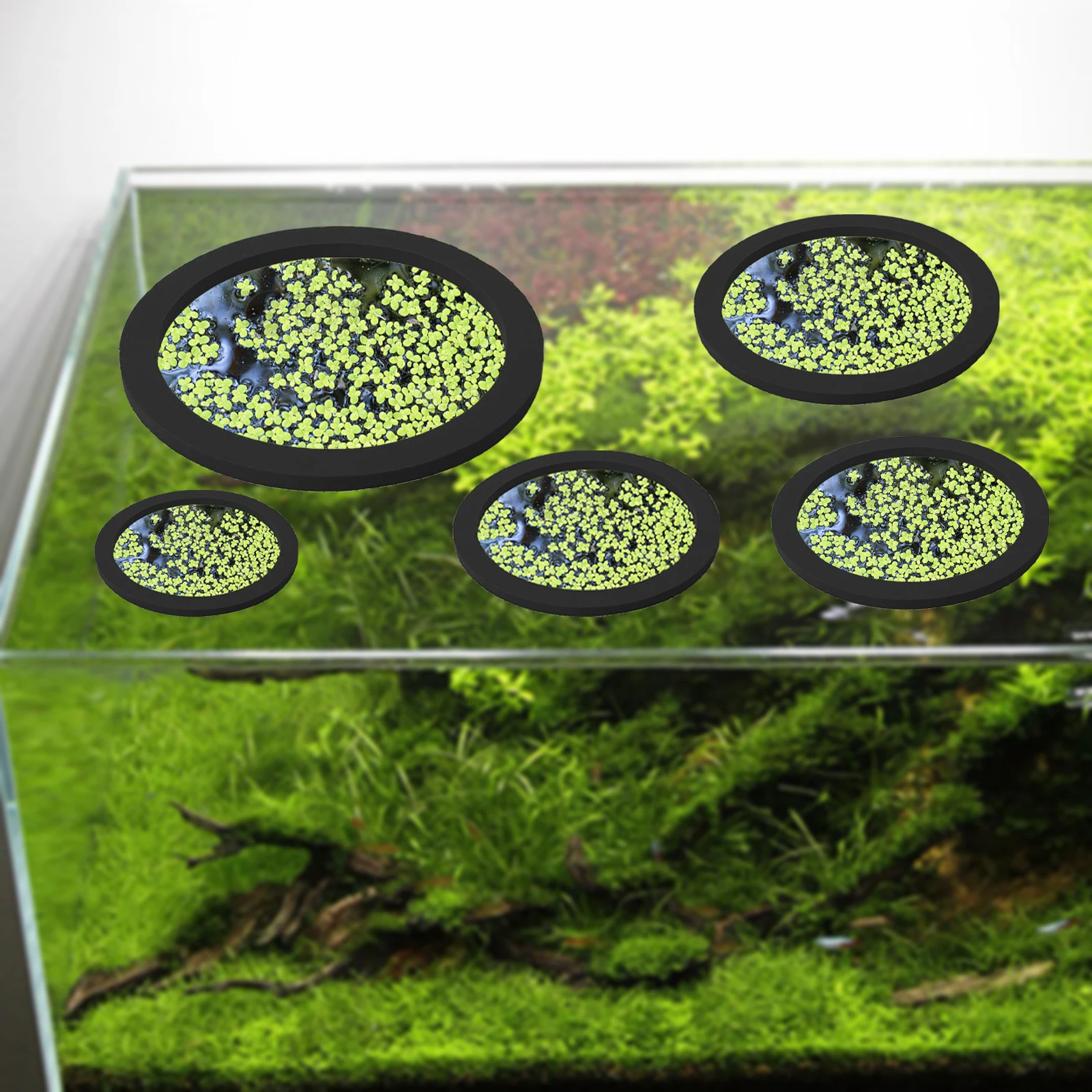 5Pcs EVA Fisch Fütterung Ring  – Aquarium Planted Plants Bewertung und Preis