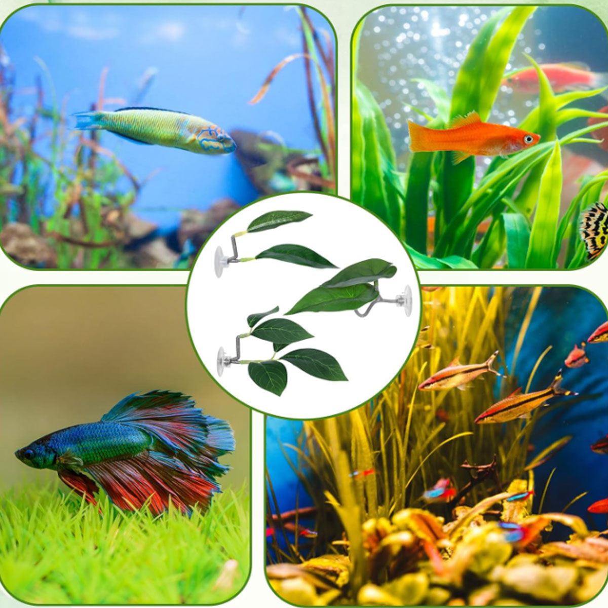 1 Stück Betta-Fisch-Hängematte – Planted Aquarium Materials Bewertung und Preis