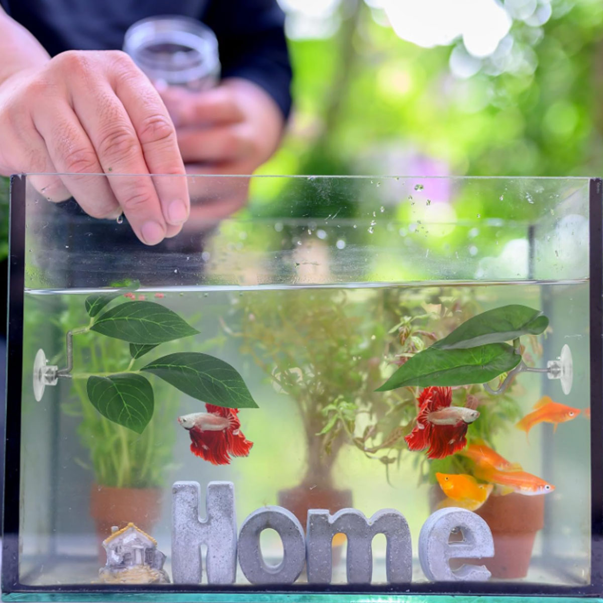 1 Stück Betta-Fisch-Hängematte – Planted Aquarium Materials Bewertung und Preis