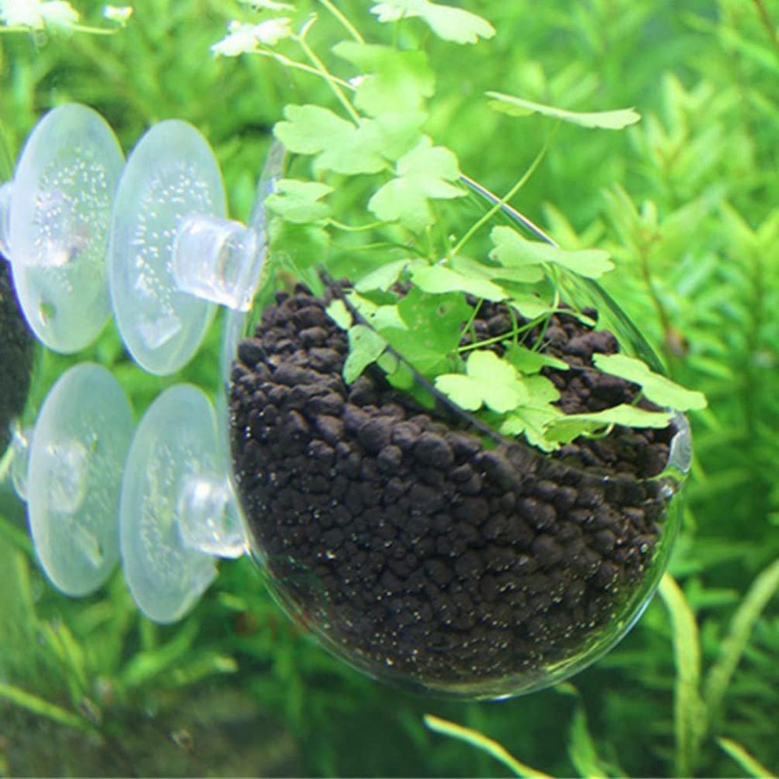 Aquarium-Glas-Pflanzgefäß mit  – Aquarium Plant Dip Bewertung und Preis