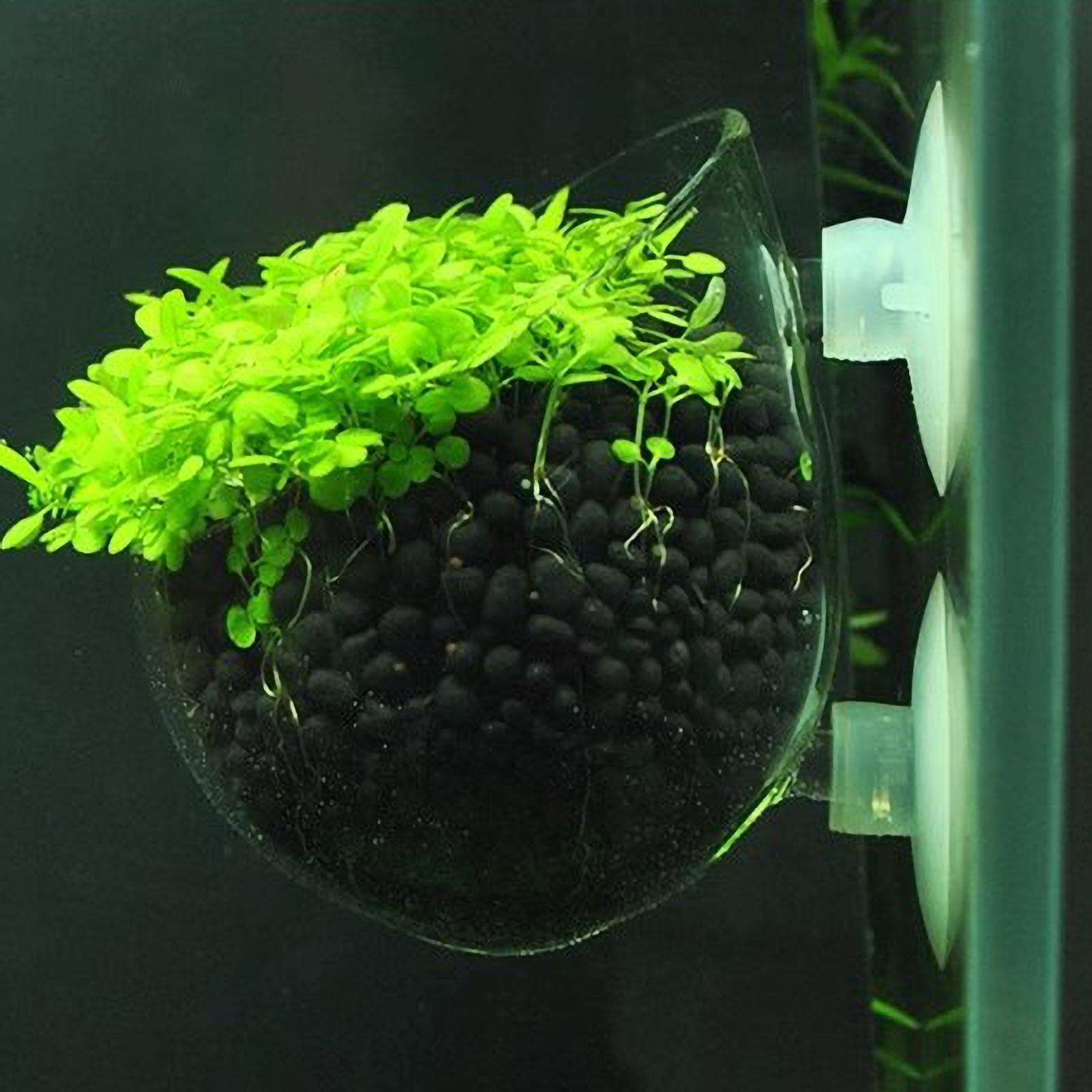 Aquarium-Glas-Pflanzgefäß mit  – Aquarium Plant Dip Bewertung und Preis
