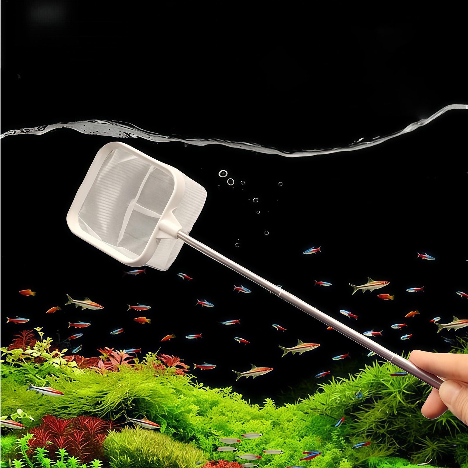 Ausziehbarer Langstiel-Feinmas – Aquarium Planted Tree Bewertung und Preis