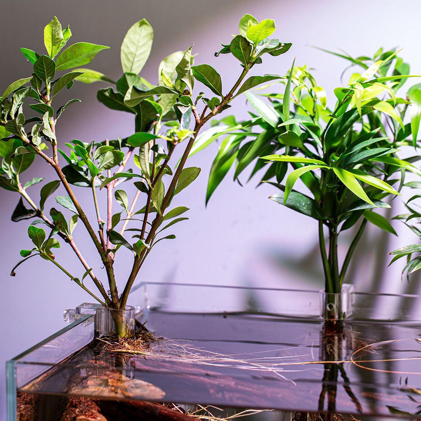 6 Stück Aquarium-Pflanzenhalte – Planted Aquarium Materials Bewertung und Preis