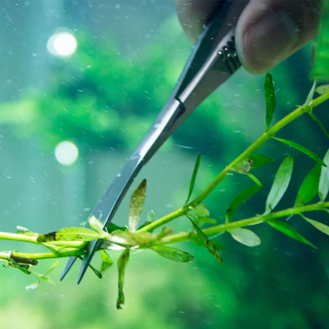 Gebogene gerade Federschere fü – Aquarium Plant Utensils Bewertung und Preis