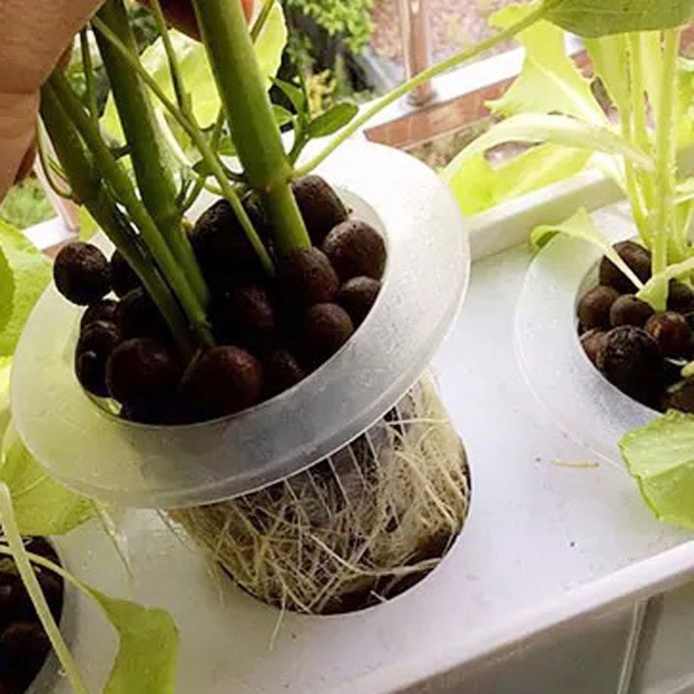 10/50 stücke Langlebige Pflanz – Aquarium Planted Seeds Bewertung und Preis
